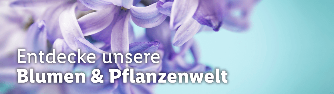 Blumen & Pflanzen