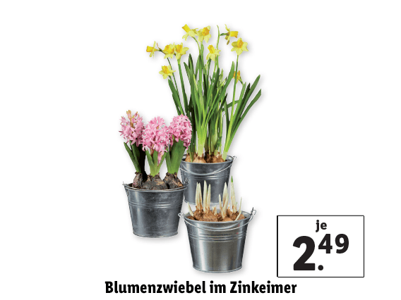 Blumenzwiebel im Zinkeimer 