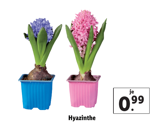 Hyazinthe 