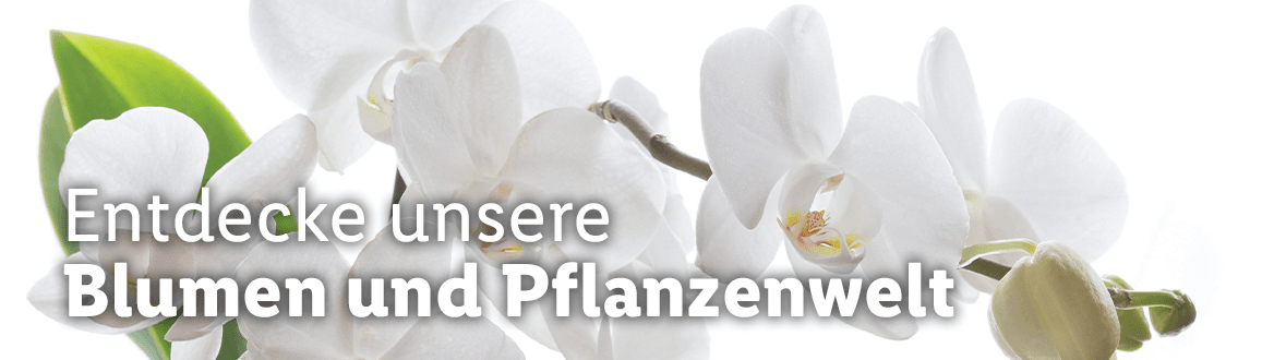 Blumen und Pflanzen