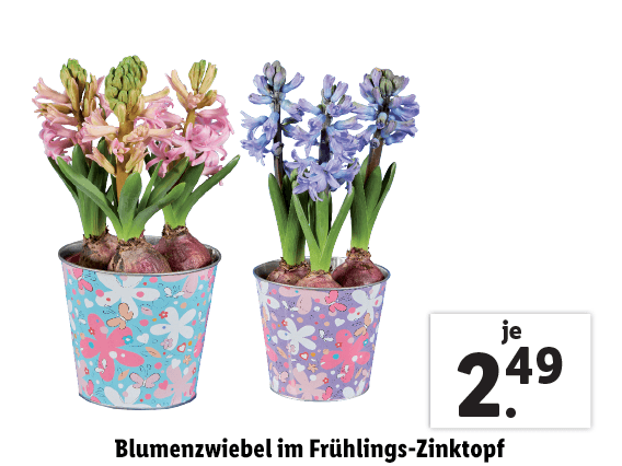 Blumenzwiebel im Frühlings-Zinktopf 