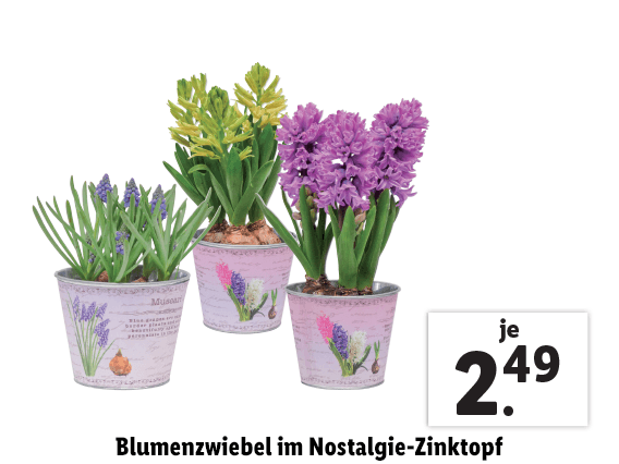 Blumenzwiebel im Nostalgie-Zinktopf 