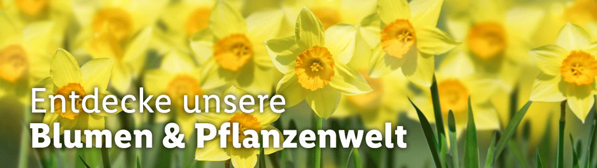 Blumen & Pflanzen