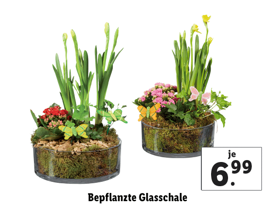 Bepflanzte Glasschale 