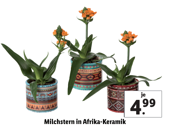 Milchstern in Afrika-Keramik 