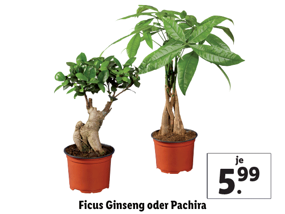 Ficus Ginseng oder Pachira