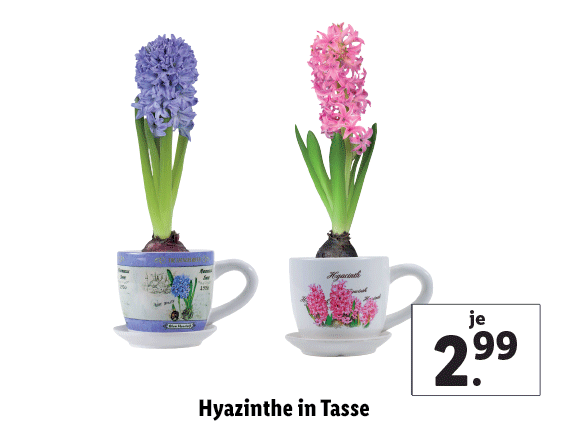 Hyazinthe in Tasse