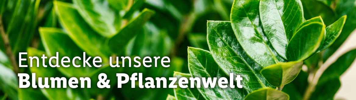Blumen & Pflanzen