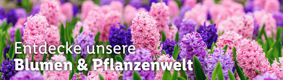 Blumen und Pflanzen