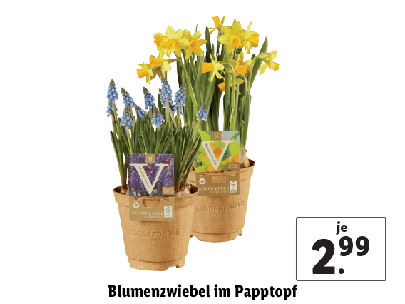 Blumenzwiebel im Papptopf 