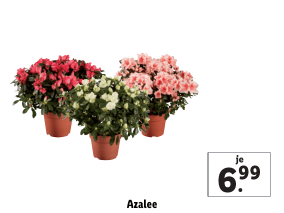 Azalee 