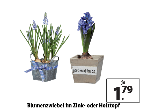 Blumenzwiebel im Zink- oder Holztopf 