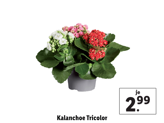 Kalanchoe Triclor 