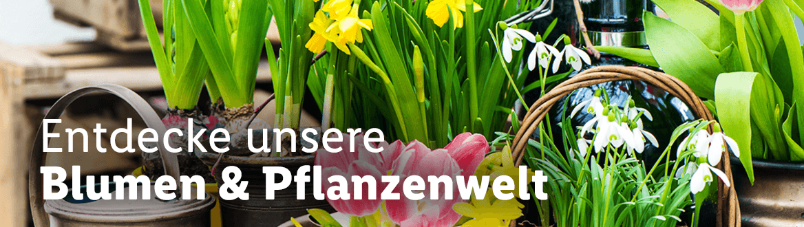 Blumen & Pflanzen