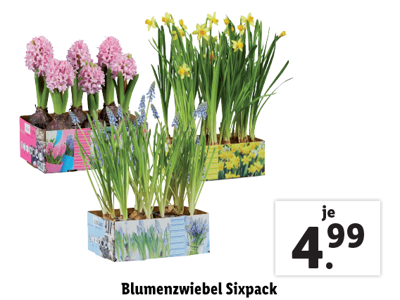 Blumenzwiebel Sixpack