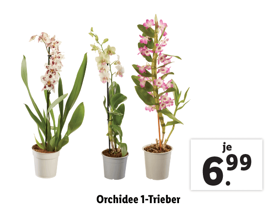 Orchidee 1-Trieber