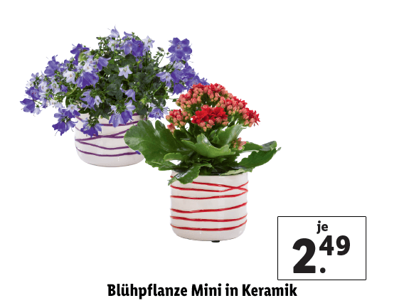  Blühpflanze Mini in Keramik 