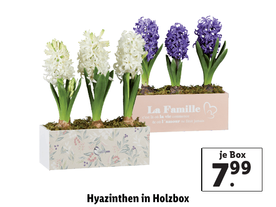  Hyazinthen in Holzbox 