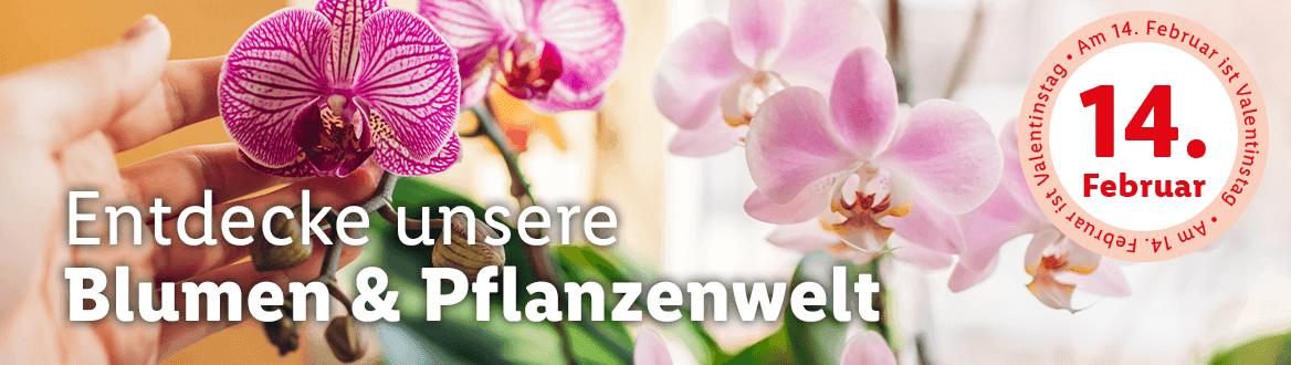 Blumen & Pflanzen