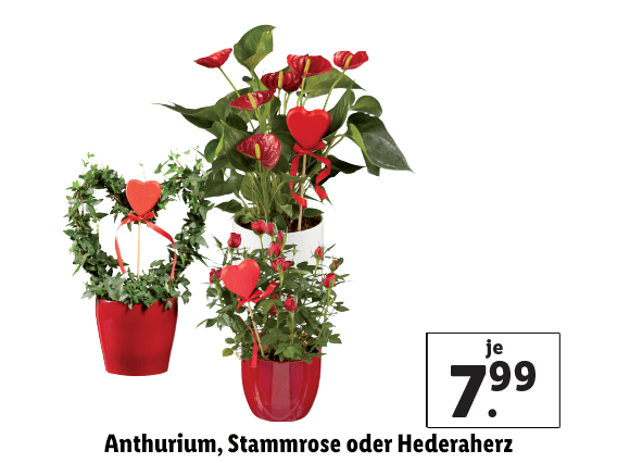  Anthurium, Stammrose oder Hederaherz 