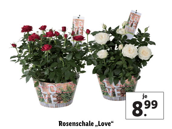 Rosenschale „Love“