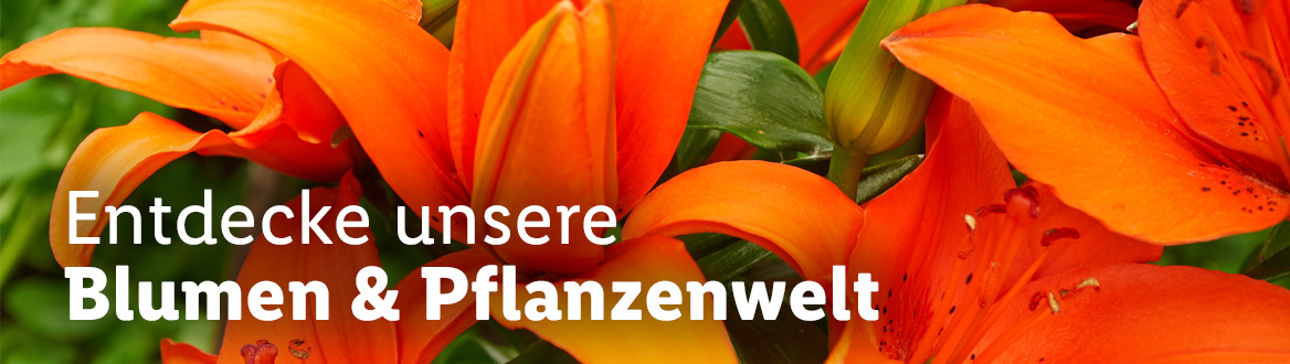 Blumen & Pflanzen, gültig ab Donnerstag, 16. Februar