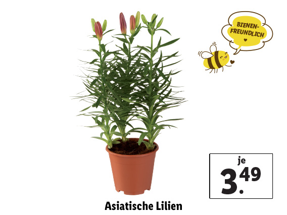 Asiatische Lilien