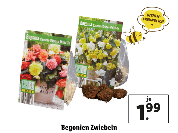  Begonien Zwiebeln