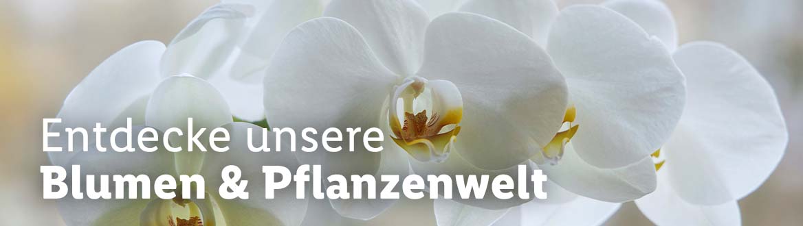 Blumen & Pflanzen