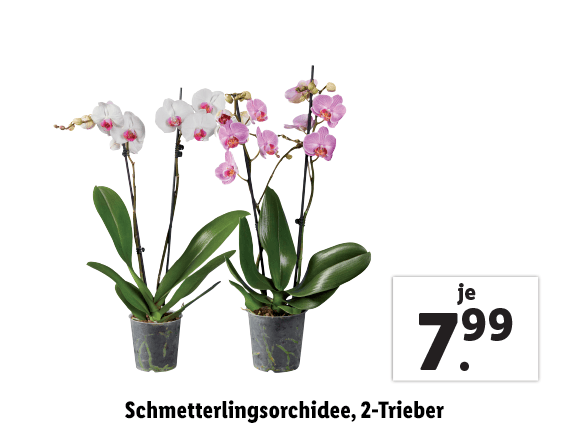 Schmetterlingsorchidee, 2-Trieber