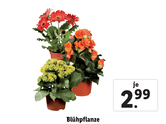  Blühpflanze