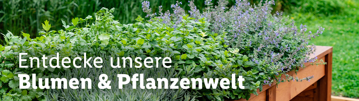  Blumen, gültig ab Donnerstag, 2. März