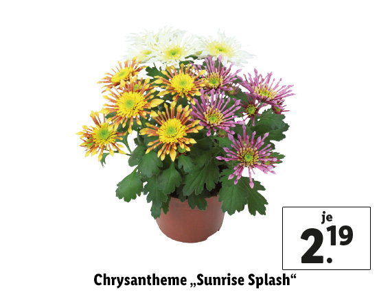  Chrysantheme „Sunrise Splash“
