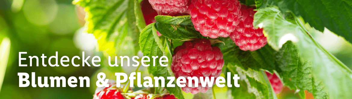 Blumen & Pflanzen