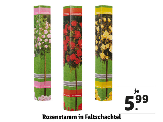  Rosenstamm in Faltschachtel