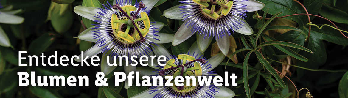 Blumen & Pflanzenwelt