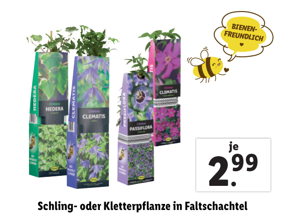  Schling- oder Kletterpflanze in Faltschachtel