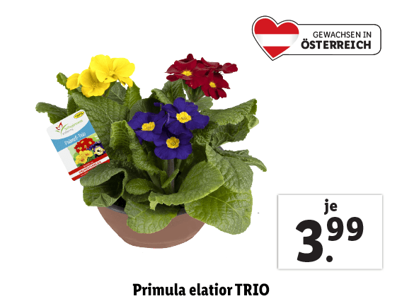  Primula elatior TRIO