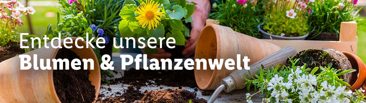  Alles für dein Zuhause, gültig ab Montag, 13. Februar