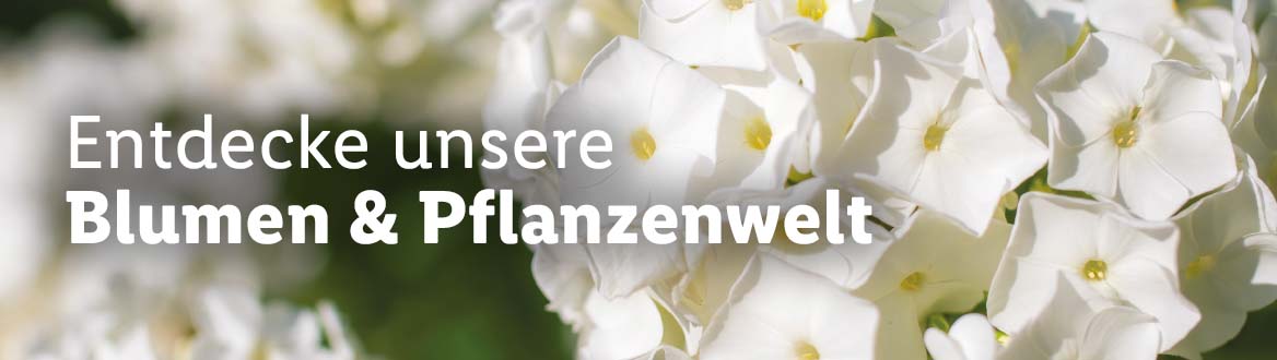 Blumen, gültig ab Donnerstag, 23. März