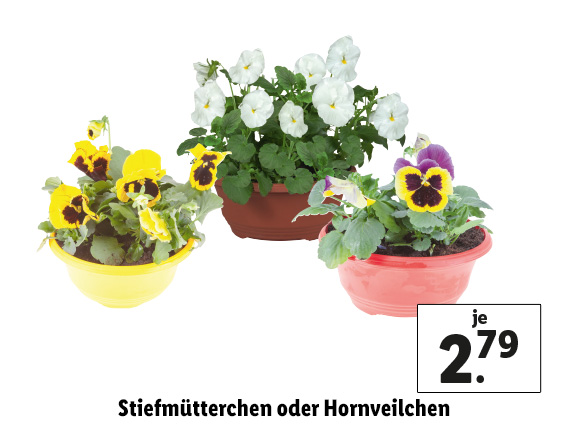 Stiefmütterchen oder Hornveilchen