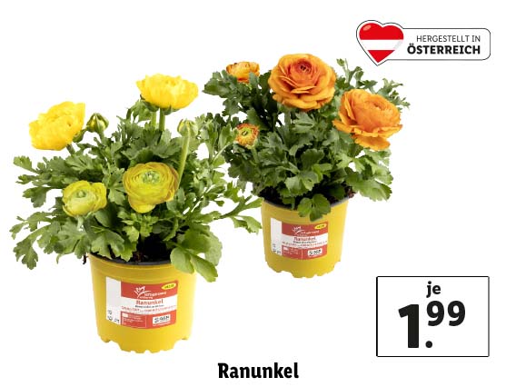 Ranunkel