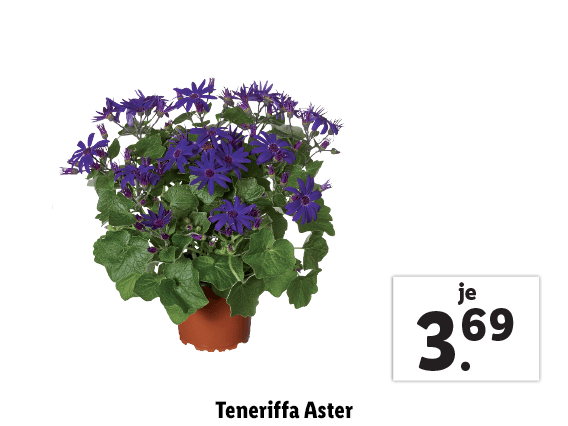  Teneriffa Aster