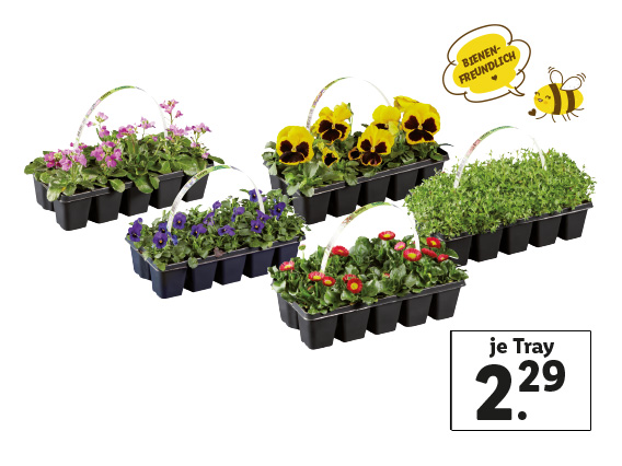  Frühlingsblüher 10er-Tray