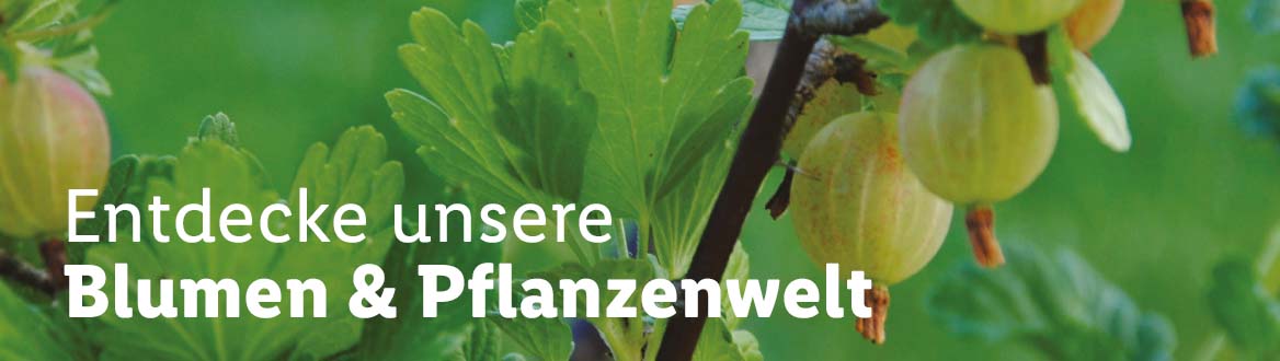  Blumen, gültig ab Donnerstag, 30. März