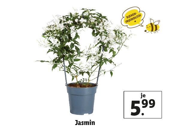  Jasmin