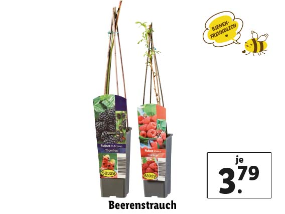  Beerenstrauch