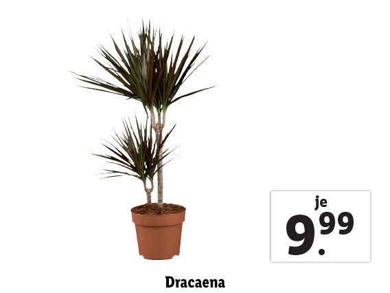  Dracaena