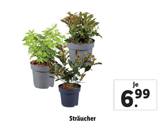  Sträucher