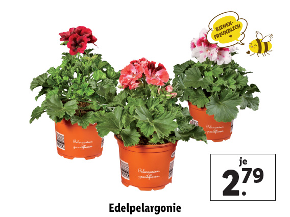  Edelpelargonie